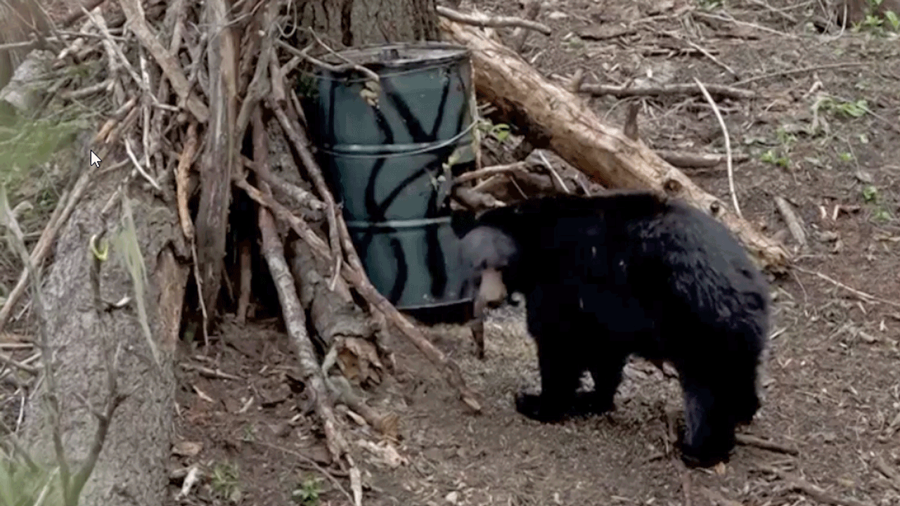 deadliest bear bow shot -Bear-hunt-heath