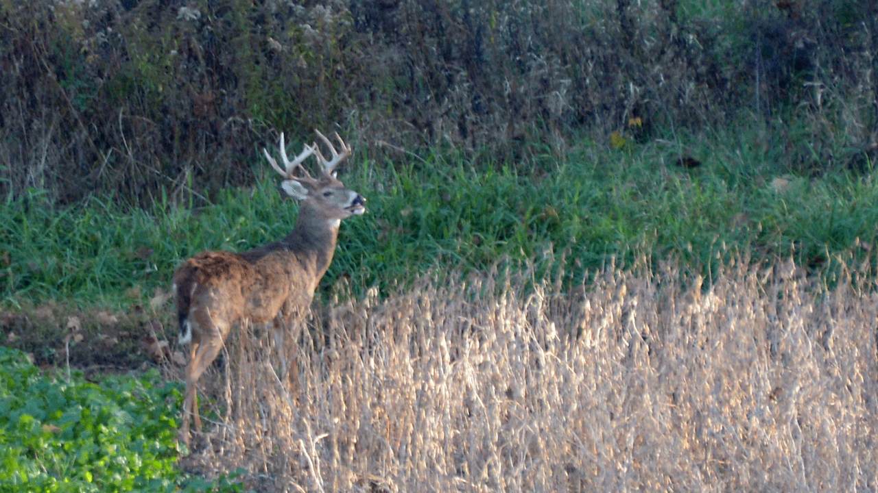 buck-in-field