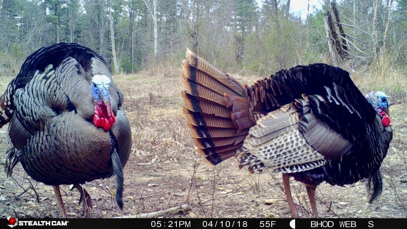 Bowhunting turkeys in Indiana - Dan-2-strutters
