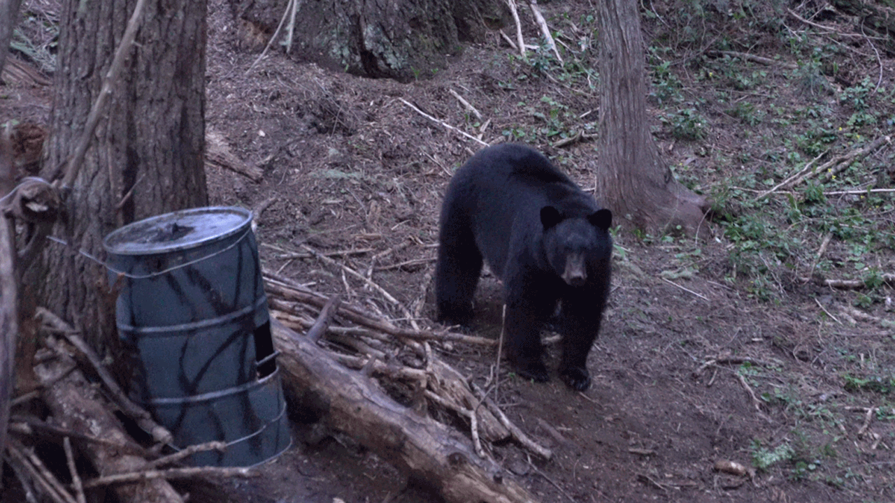 bear-bait-barrel with bear