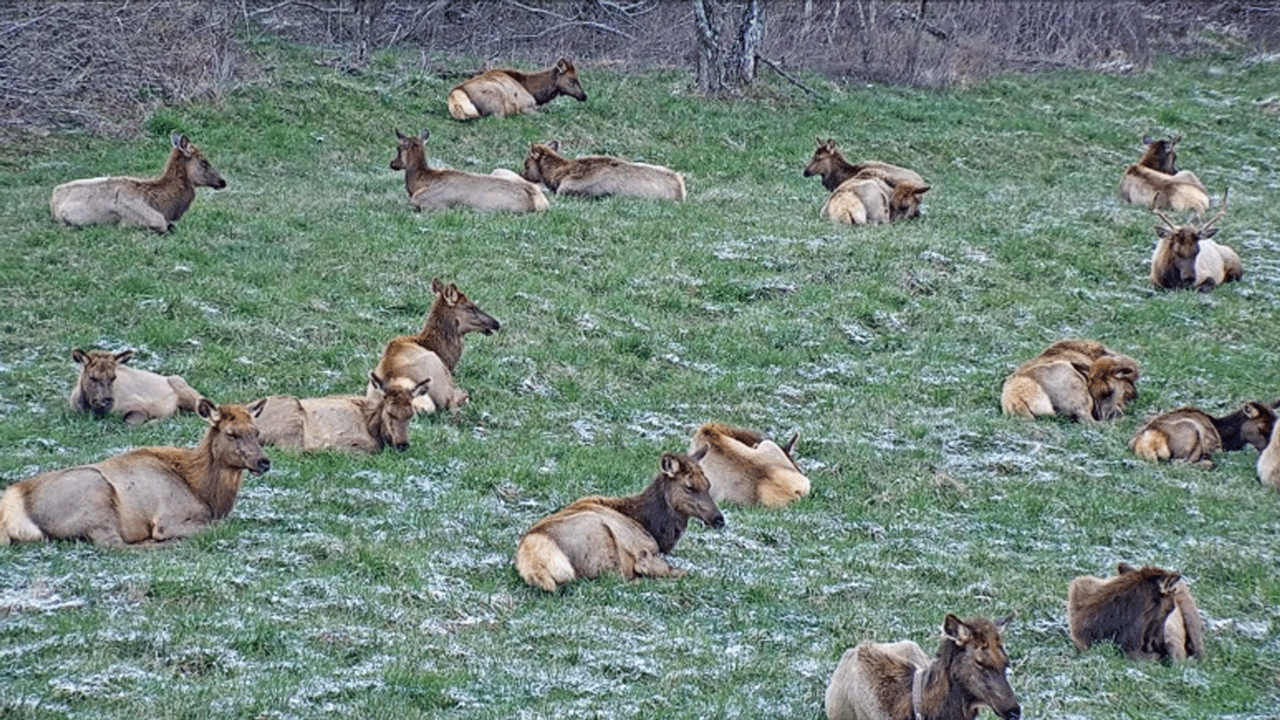 elk cam live