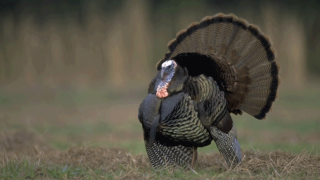 tom-fanned-out