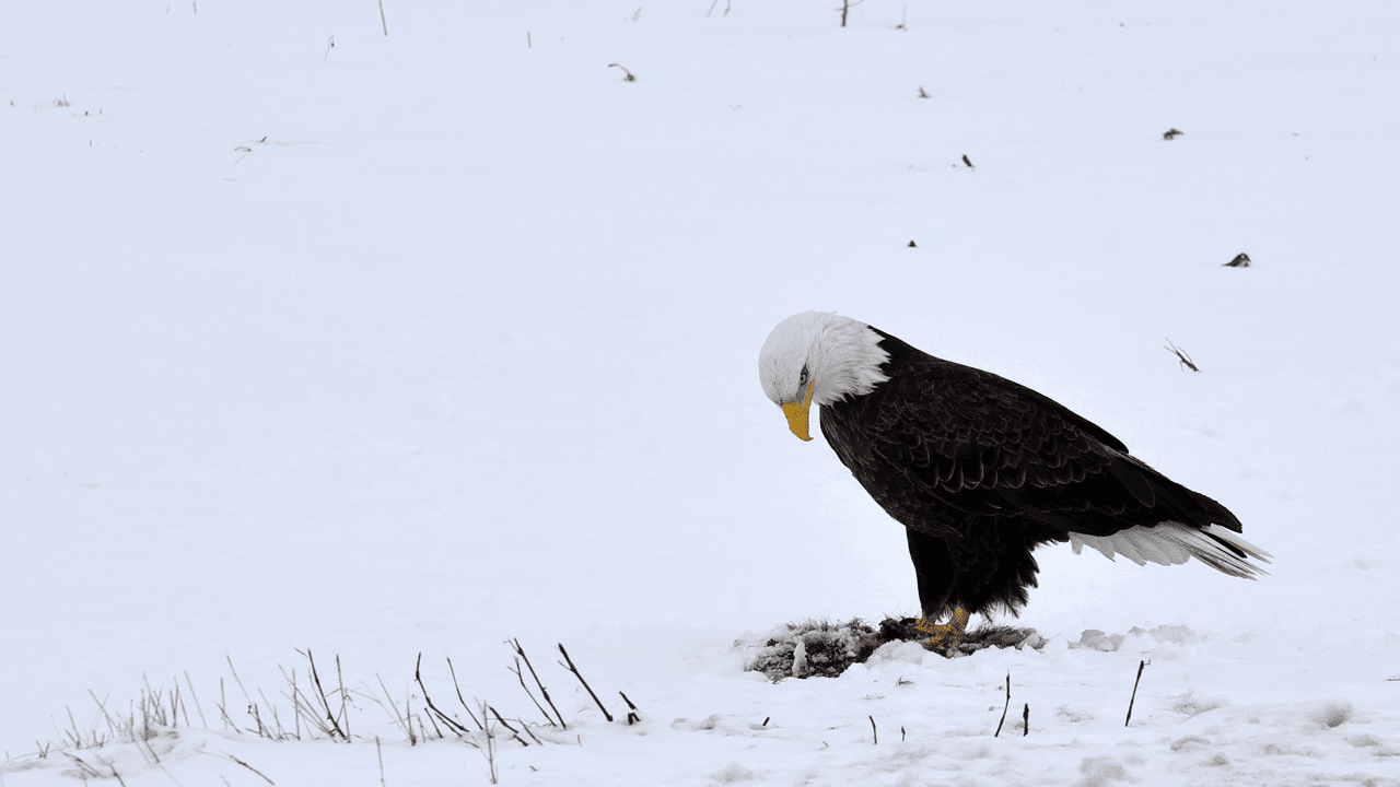 predators - Coexist,BaldEagle,Deer