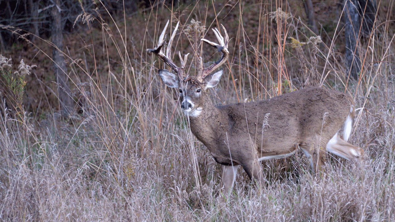 predators Coexist,Deer-Durkin