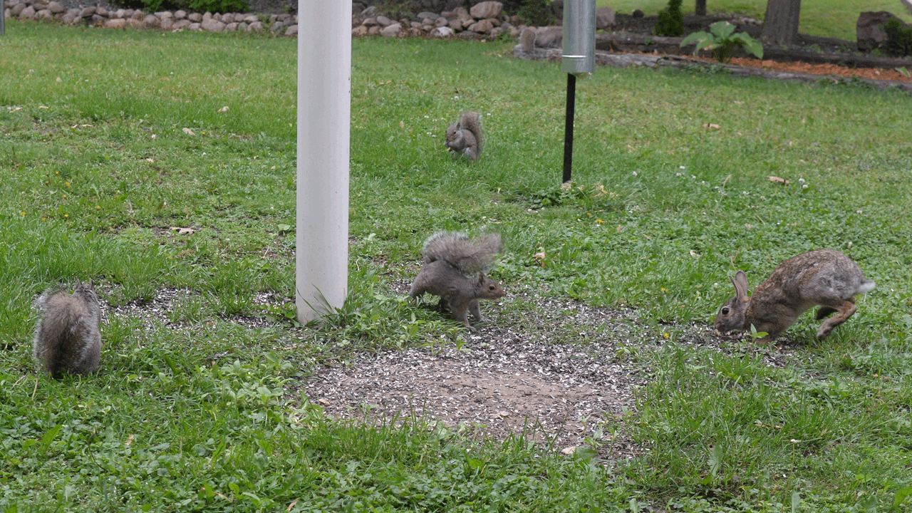 Coexist,SquirrelsRabbit,04