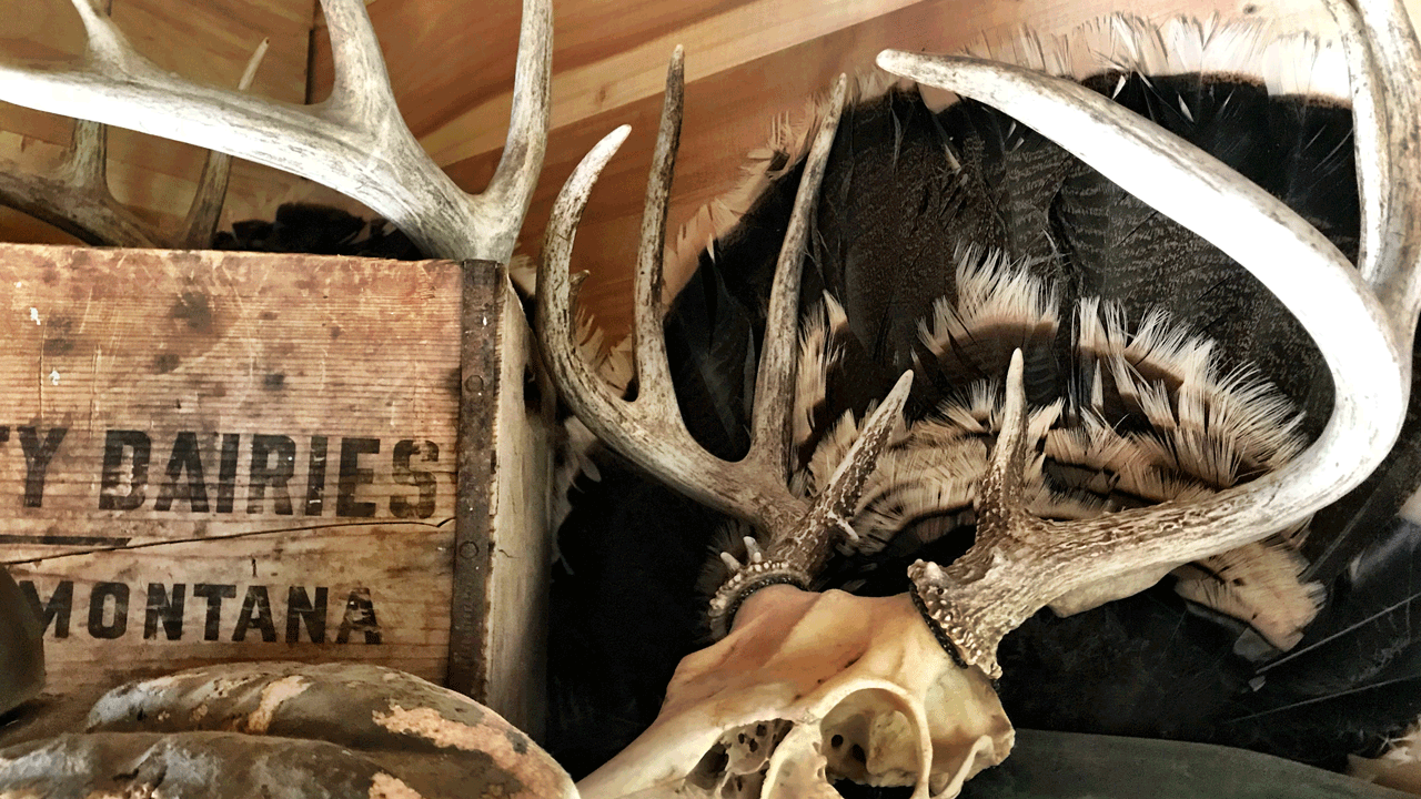 Sell deer antlers - Dead-Head