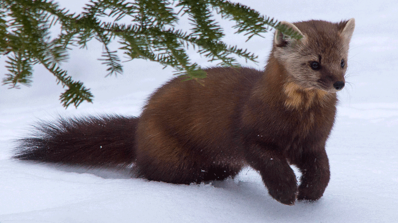 PredatorsTerrible,PineMarten