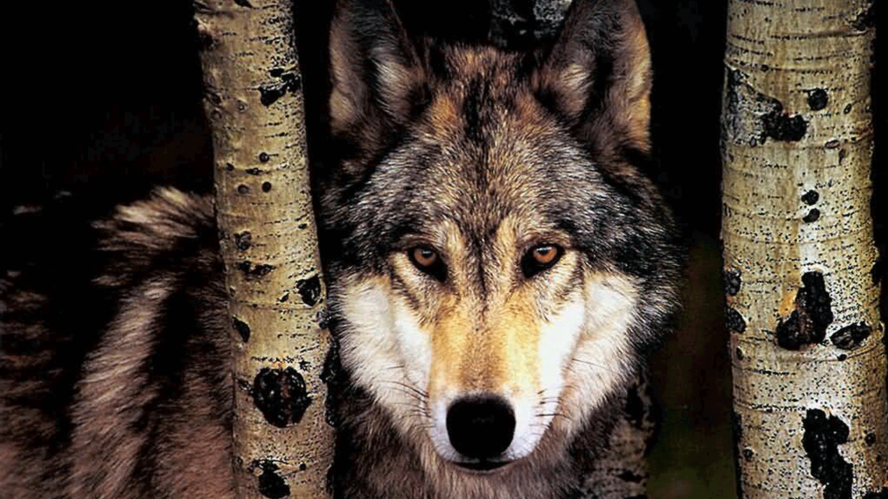 wolves - PredatorsTerrible,WolfAspen