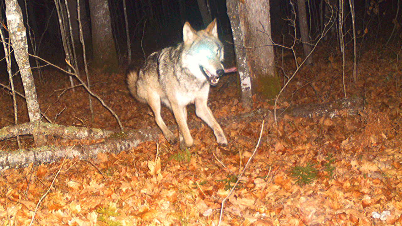 wolves - PredatorsTerrible,WolfRunning