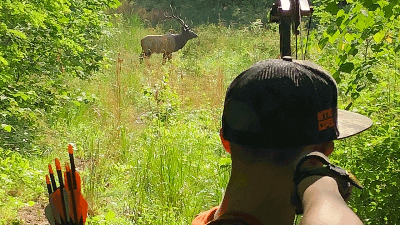 elk-shot