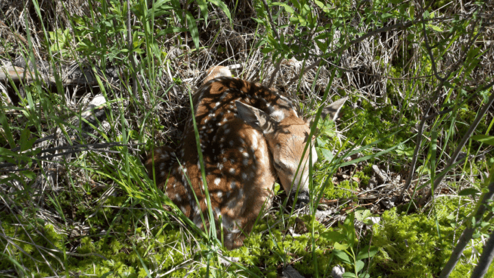 deer fawn in grass