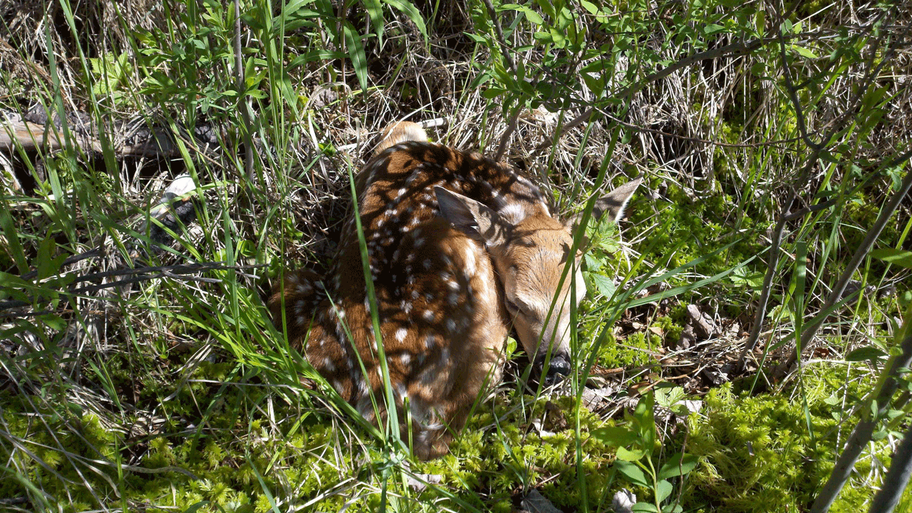 deer fawn in grass