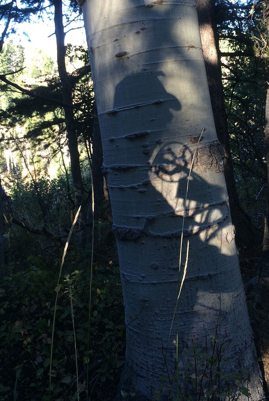 hunting camp ghosts - shadow on tree 