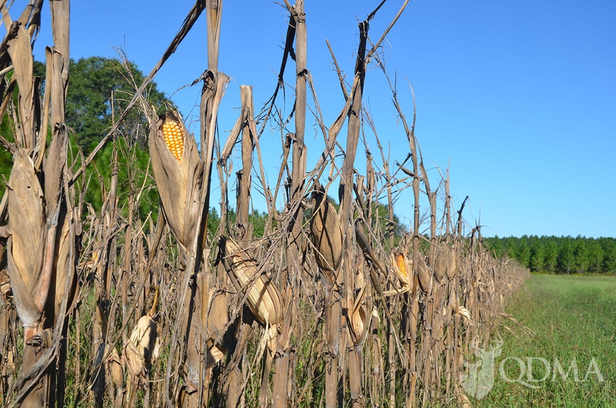 cornfield