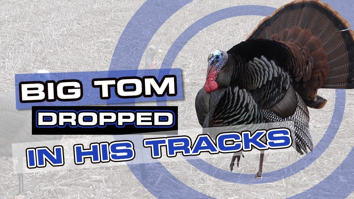 2018 Turkey Hunting Video Big Tom Dropped In Tracks