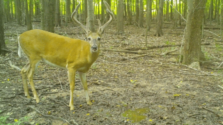 buck-looking at camera