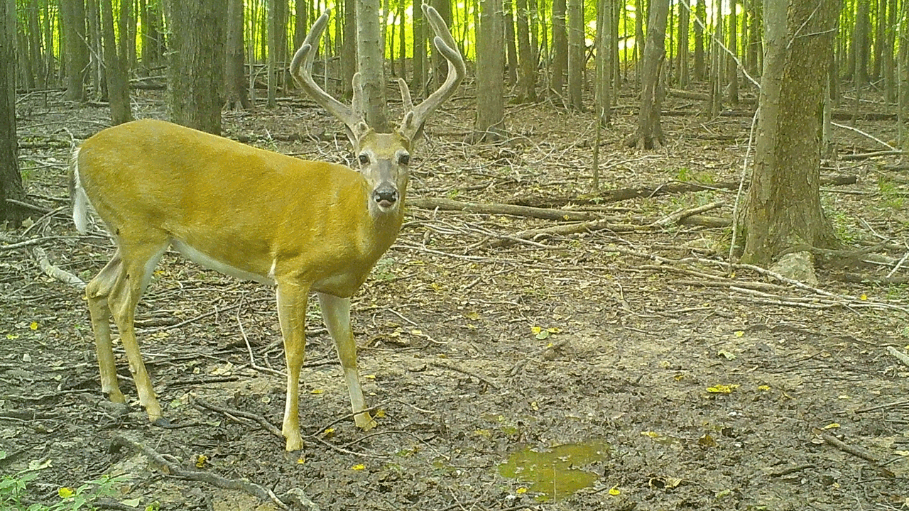 velvet buck -looking at camera