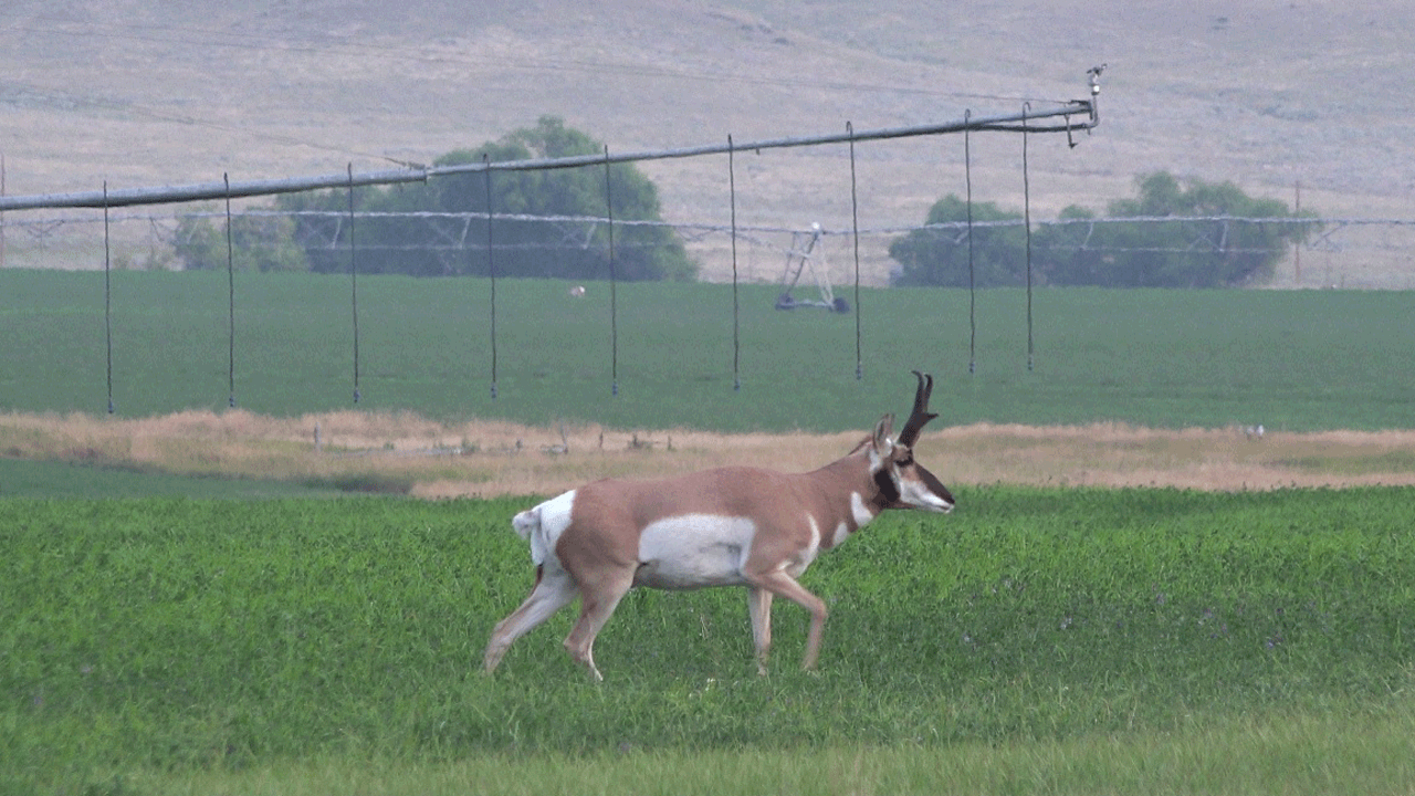 antelope in alfalfa field