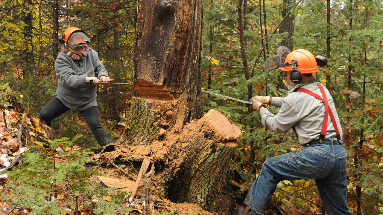 deer camp - cutting-tree-firewood