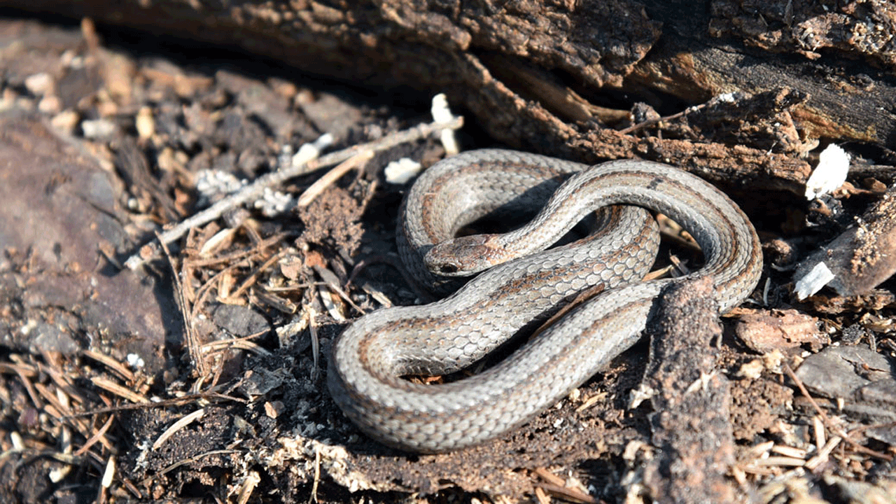redbelly-snake
