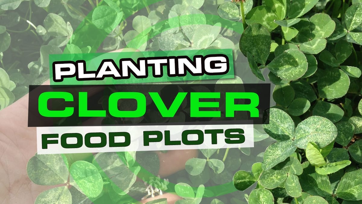 Planting a Clover Food Plot
