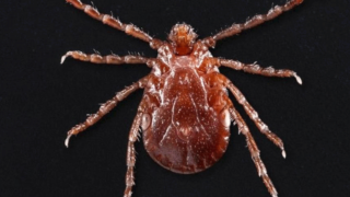 aggressive-biter tick