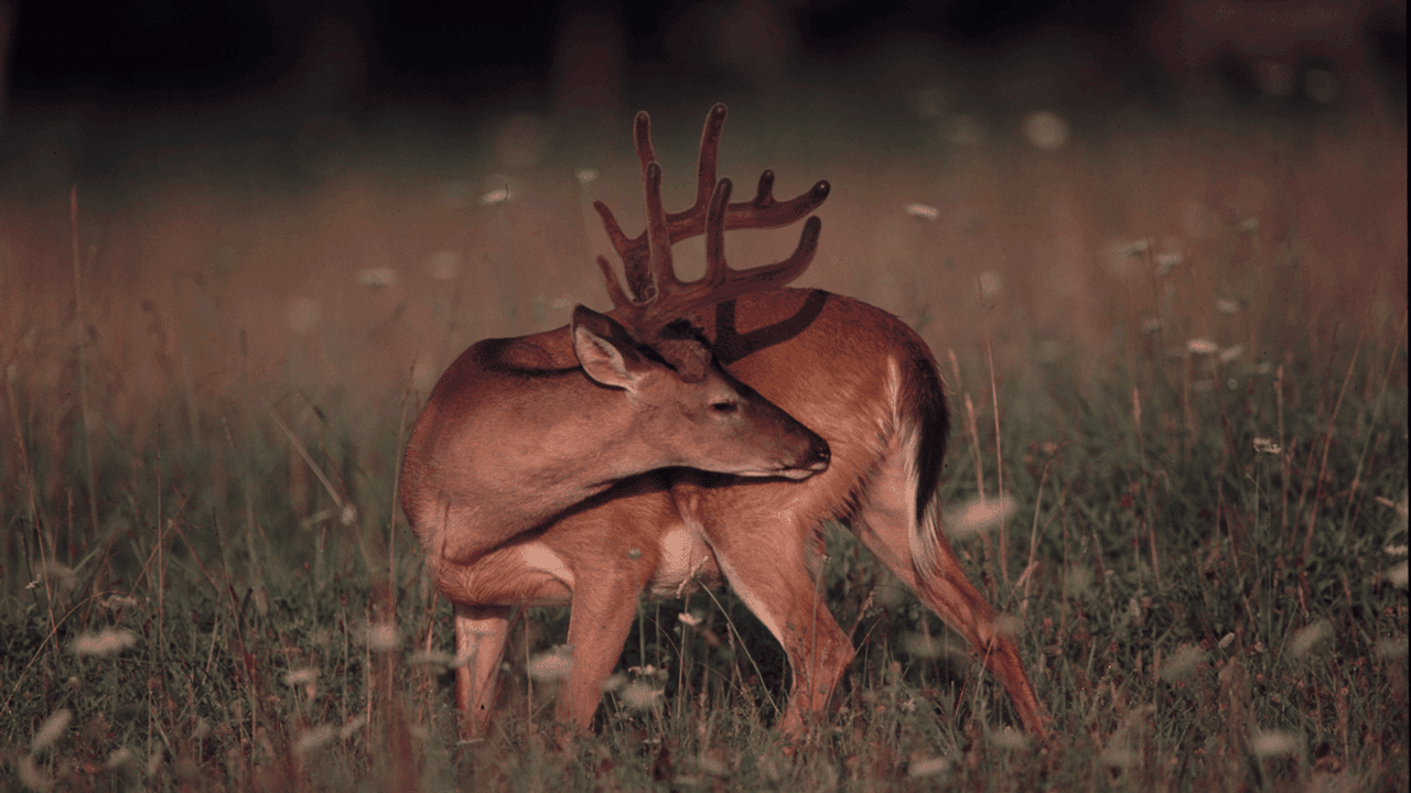 buck-cleaning-his-rear-end