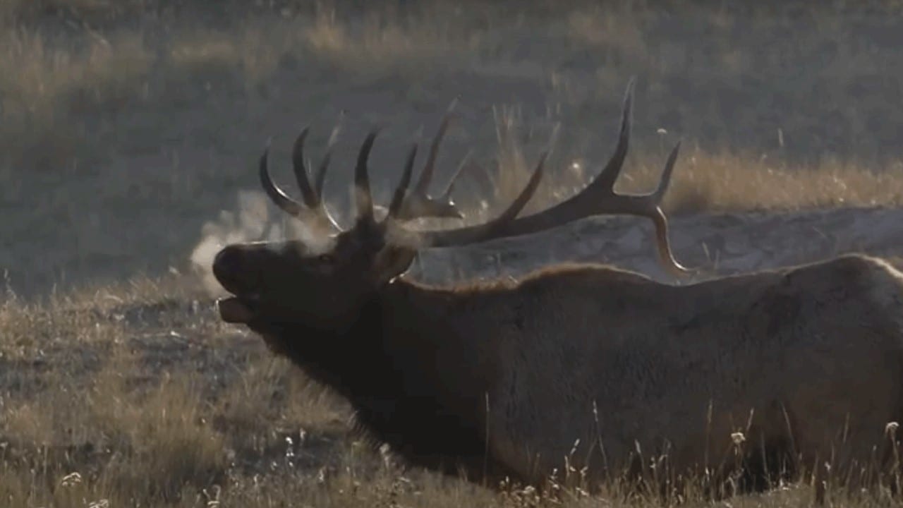 elk season - elk-bugling