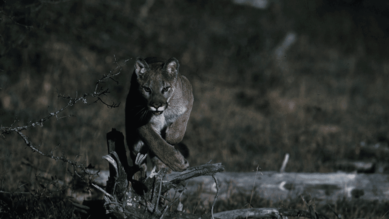 mountain lion attacks bowhunter