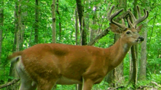 Harry-Buck