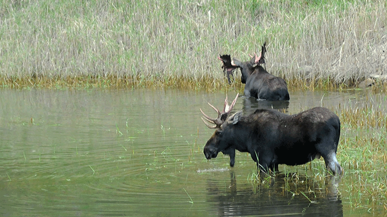 LWCF-Reauthorize---moose-in-pond