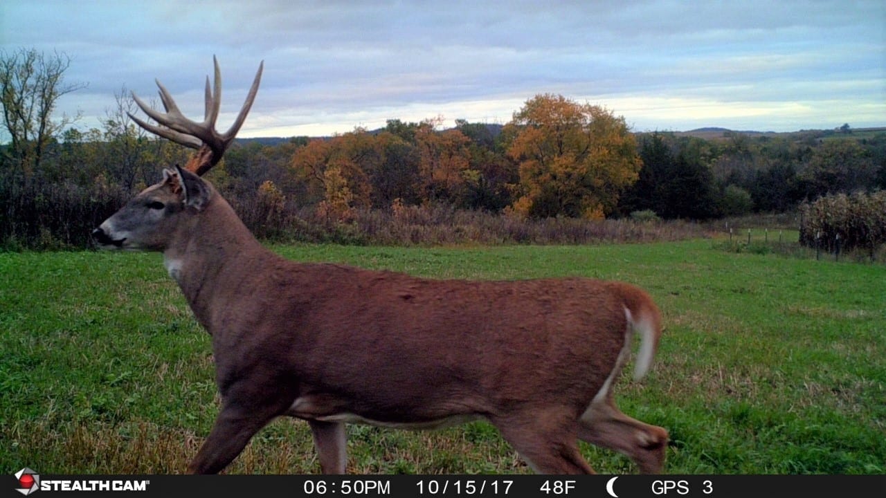 Age this buck - Pilot Buck