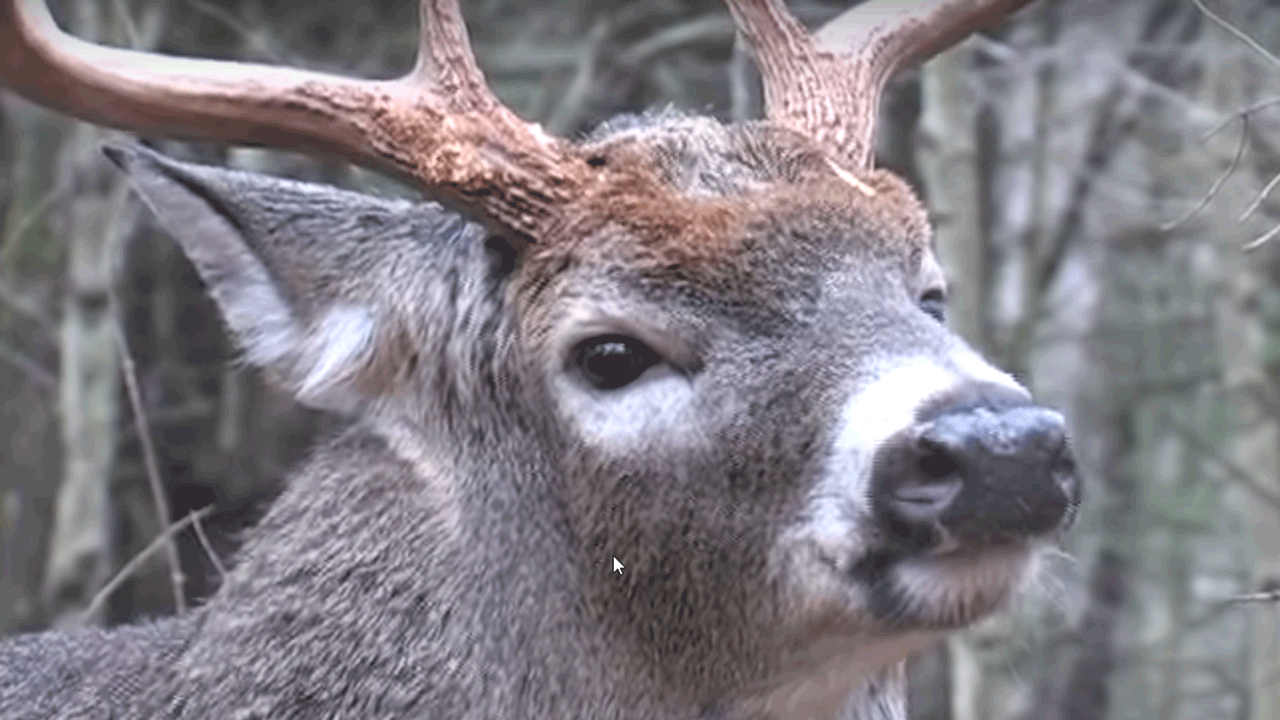 understanding deer vocalization - buck-up-close