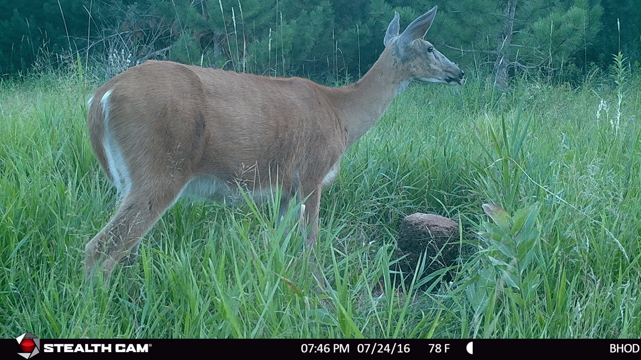 baiting vs. food plots doe-at-bait