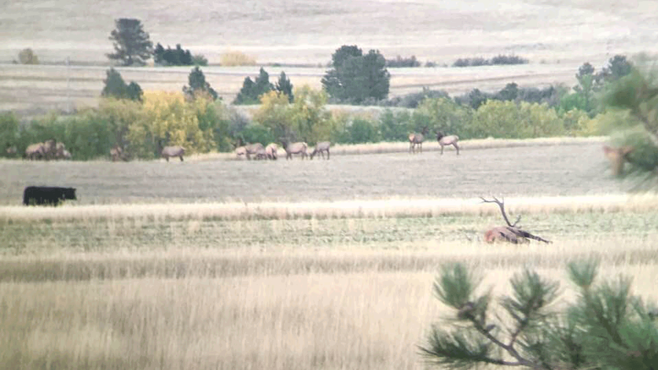Montana bull elk - kaufhold-bull-down