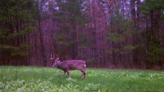 unlucky buck-day-before