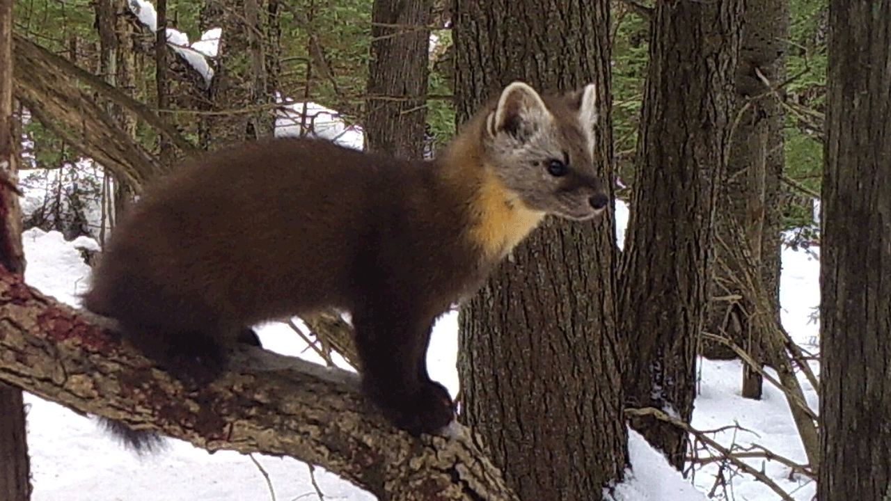 GreatGray-MartenOnBranch,WisDNR,photo