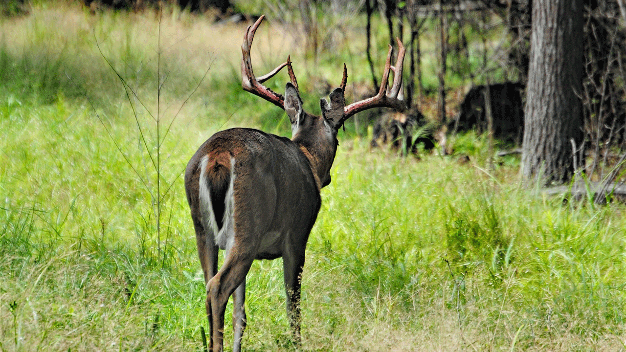 It's okay to let the deer win - big buck walking