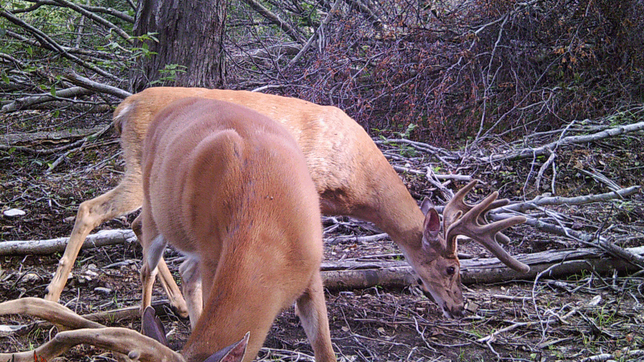 velvet bucks - it's okay to let the deer win