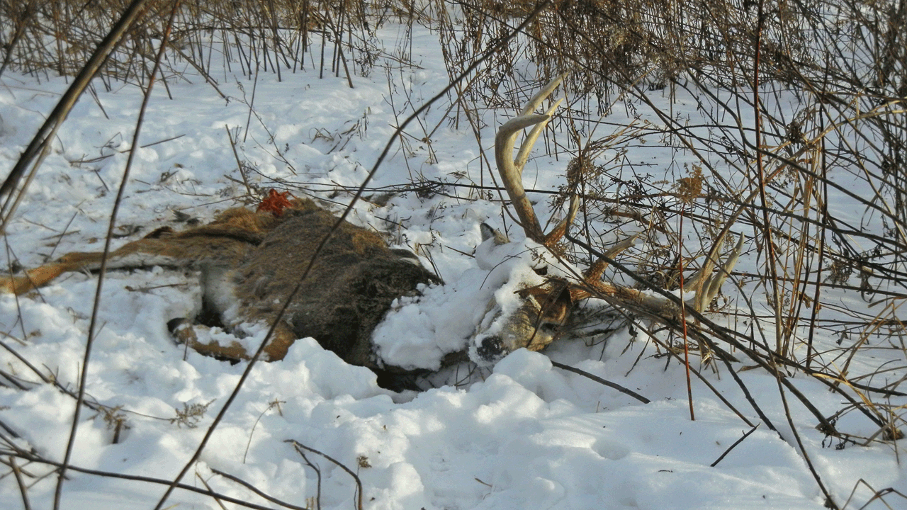 are cwd deer safe to eat - cwd-dead-buck-in-snow