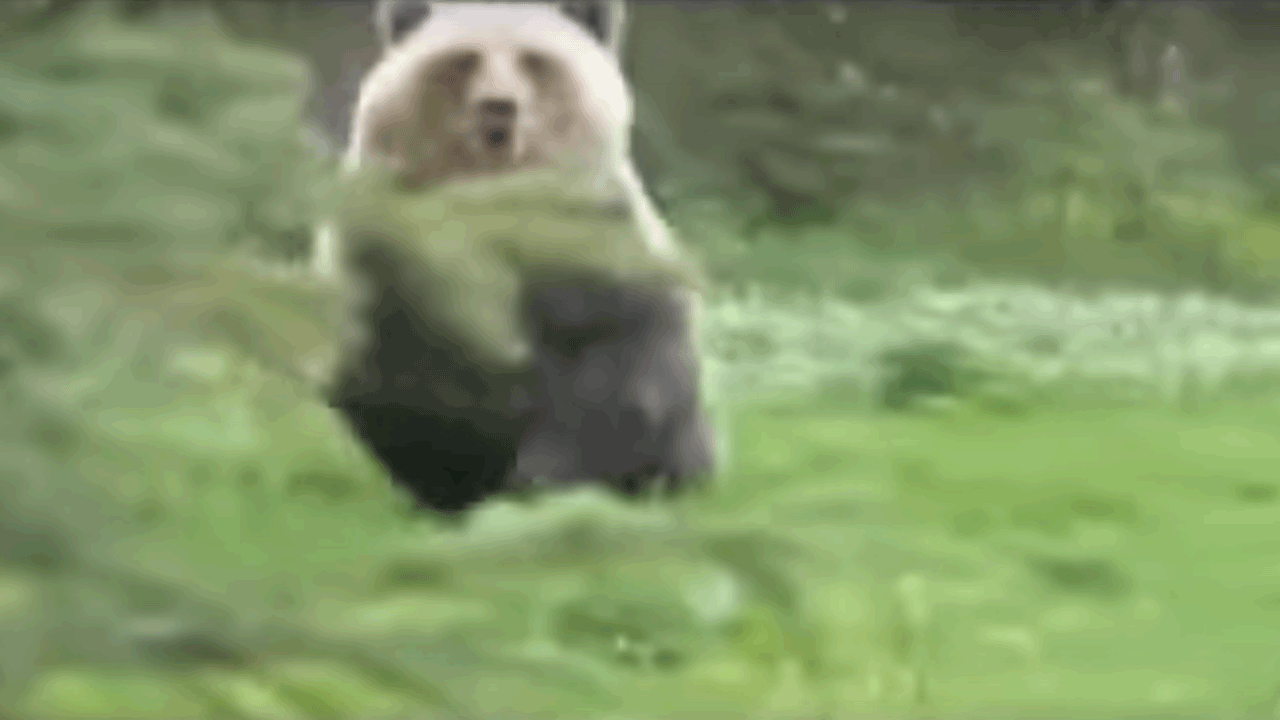 grizzly bear charge cameraman