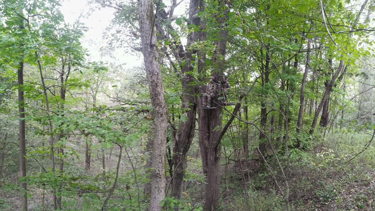 best treestand height - haly-in-treestand