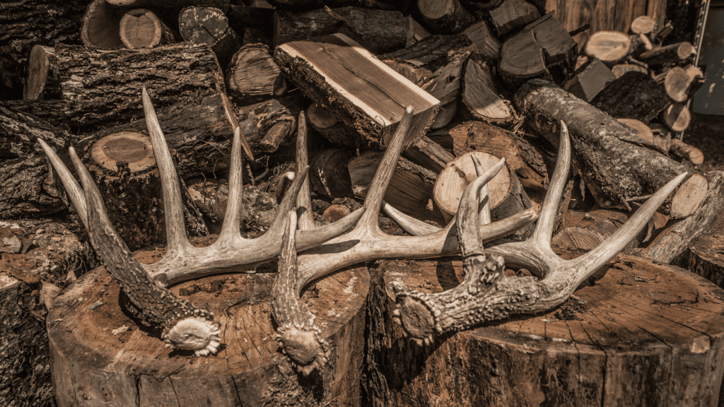 Calling Deer Is it Too Early to Rattle?