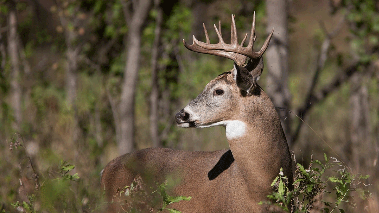 does barometric pressure move deer? - whitetail deer buck