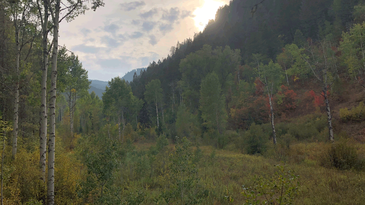 DreadlocksDave,AspenValley