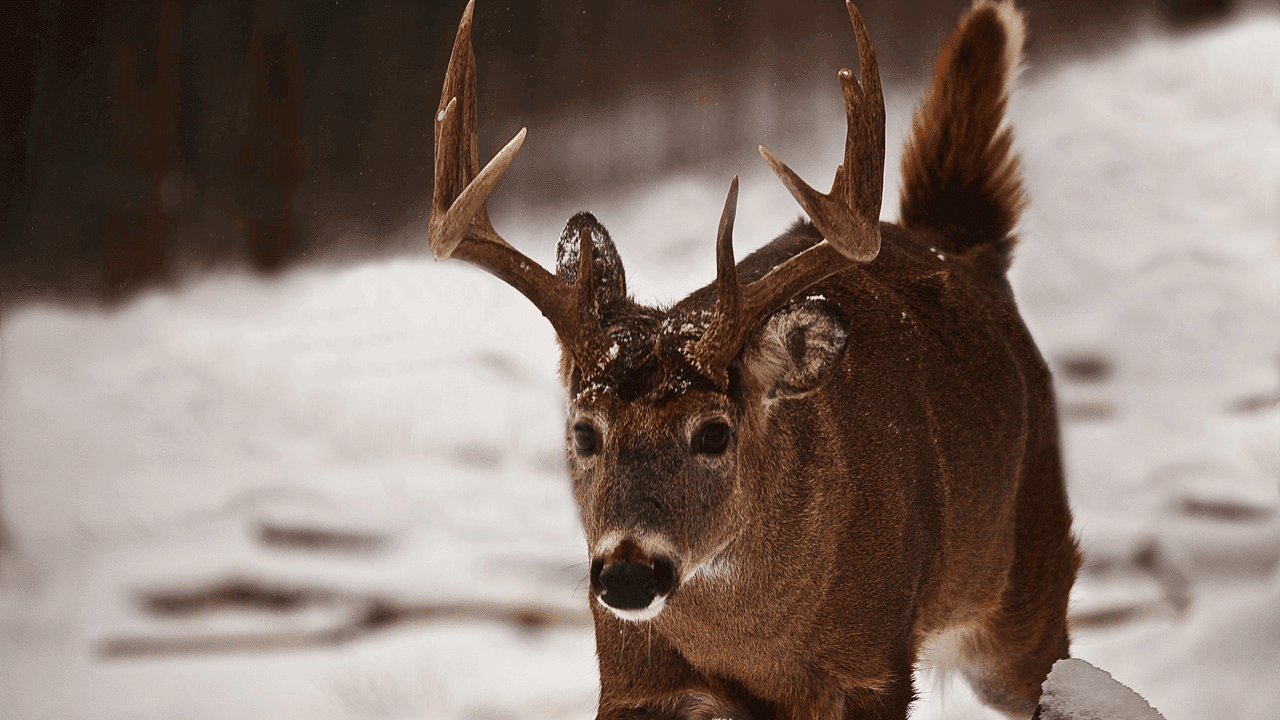 buck-in-snow