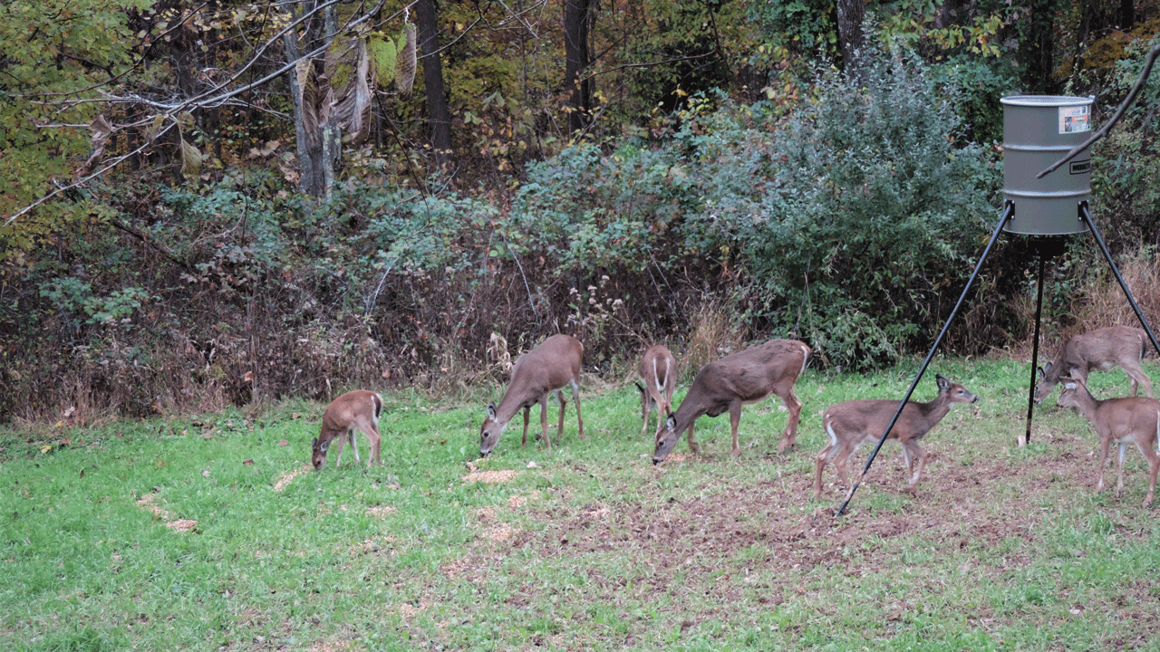deer-at-feeder