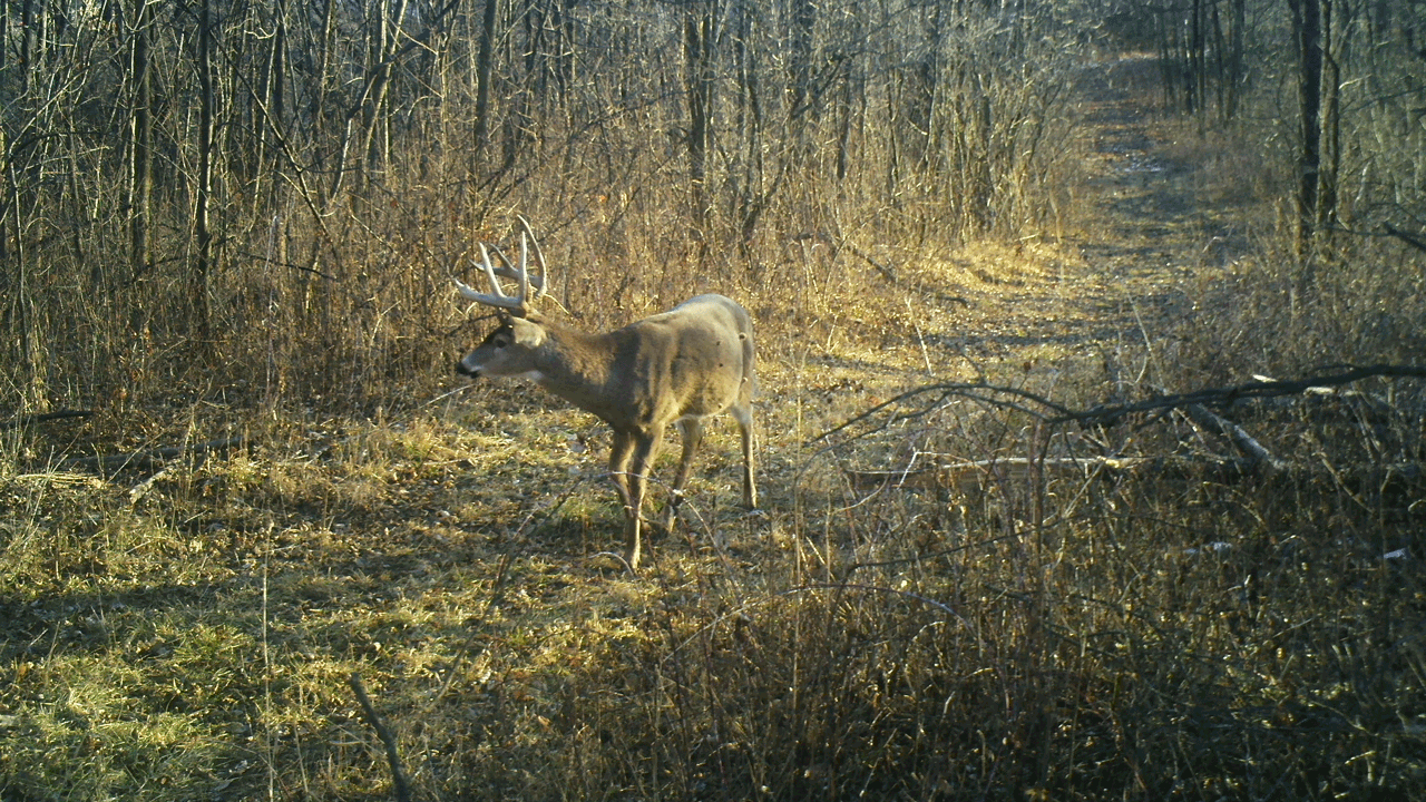 buck-on-trail