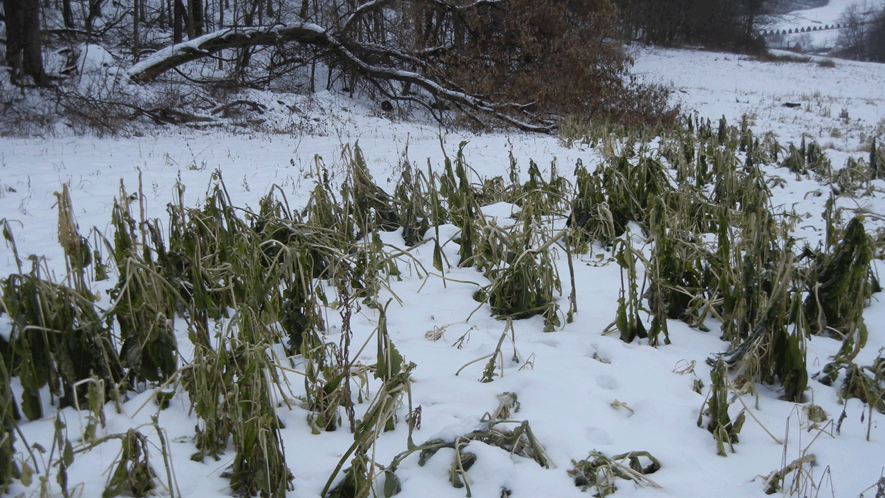 food-source-in-snow