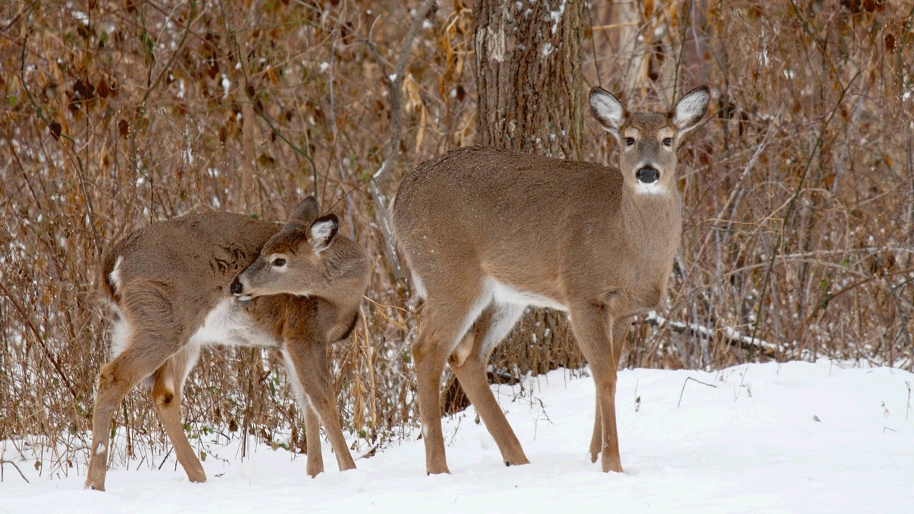 deer-mother-and-fawn